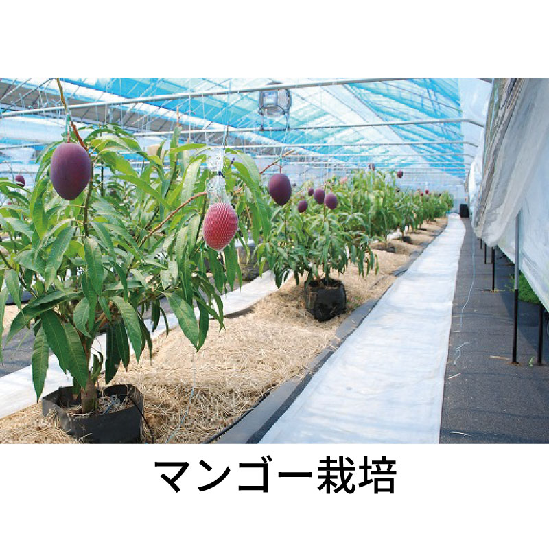 10枚ルートラップポット10A40号直径45cm×40cm約60L不織布根域制限防根遮根透水ポットハセガワ工業代引不可