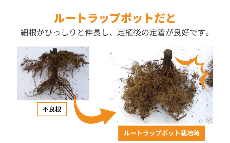 ルートラップ