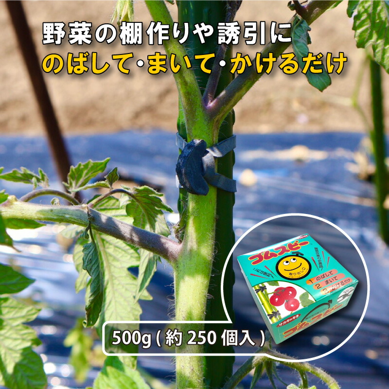 1等最大限度100％尖んがりうしろ側社会的運動6月も為し終える！