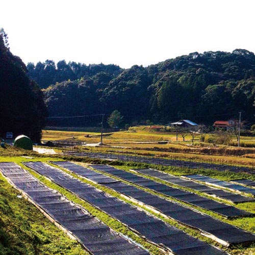 国産杉苔300×600mm10トレー庭園材苔盆栽盆景アクアテラリウム装飾資材5〜20cm日陰湿気天然スギゴケ苔石H送料無料代引不可