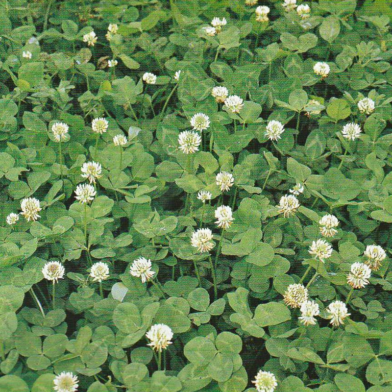 種 0 5kg しろクローバー マキバシロ 豆科牧草 秋まき主体 酪農 畜産 緑肥 牧草 タキイ種苗 米s 代引不可 最大78 Offクーポン