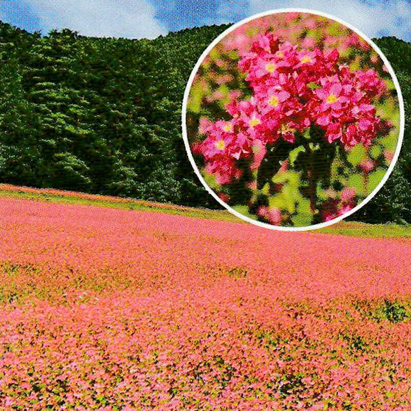 種 1kg PVP 赤花目の前 高嶺ルビーNeo 酪農 畑作 緑肥 馬糧 タキイ種苗 米S 代引不可 (外国で持出押しとどめる 書きとどめる亜種名: 高嶺ルビー2011 農林水産省亜種書きとどめる:第22653号)