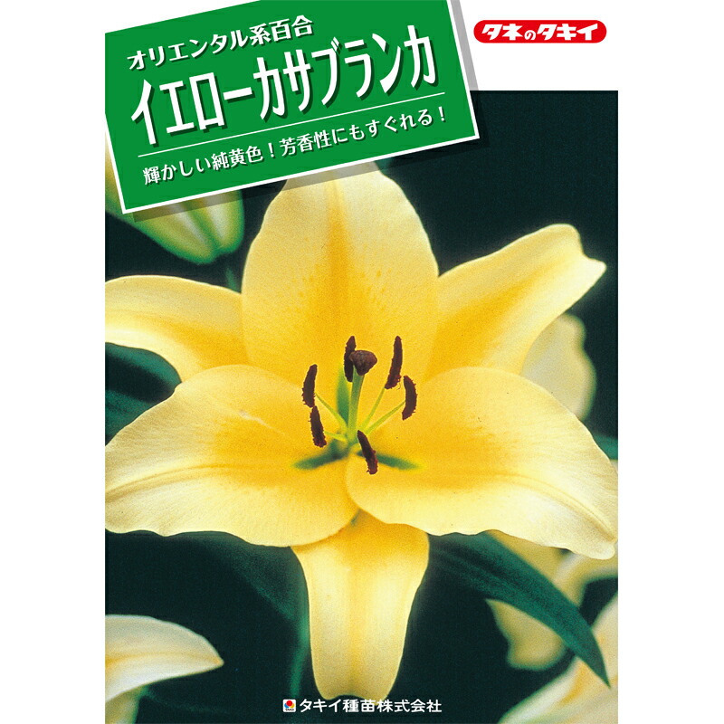 予約販売 ユリ イエローカサブランカ コンカドール 125球 球周 サイズ 22cm オリエンタル百合原箱 タキイ種苗 球根 黄 花 園芸 ガーデニング 代引不可 Umu Ac Ug