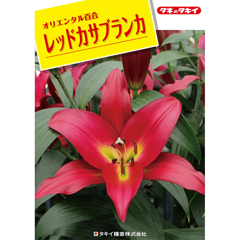 予約販売 ユリ レッドカサブランカ タッチストーン 150球 球周 サイズ18 cm オリエンタル百合原箱 タキイ種苗 球根 赤 花 園芸 ガーデニング 代引不可 Kanal9tv Com