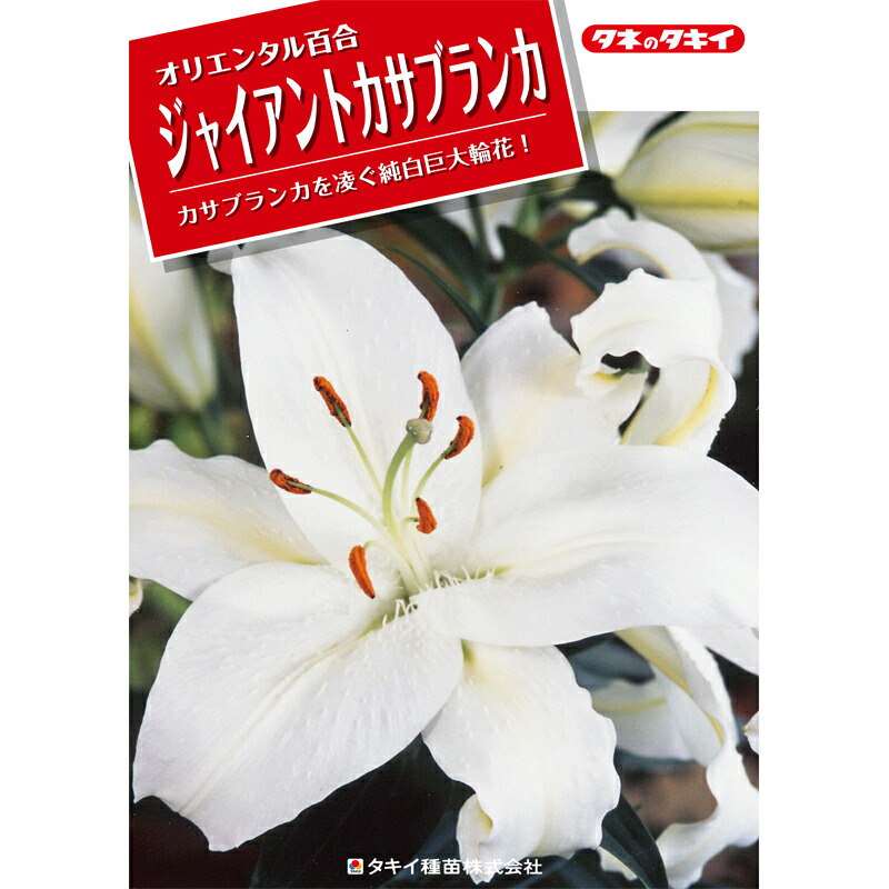 予約販売 ユリ ジャイアントカサブランカ 白 ノバゼンブラ 150球 球周 サイズ18 cm オリエンタル百合原箱 タキイ種苗 球根 花 園芸 ガーデニング 代引不可 Umu Ac Ug