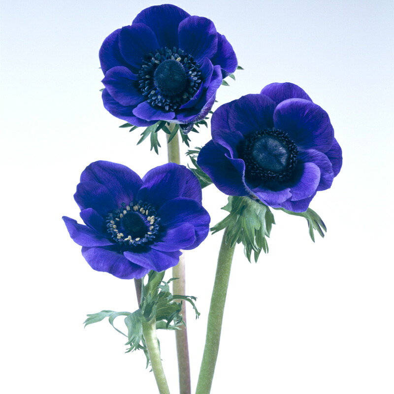 予約販売 アネモネ 中球 デ カーン 一重咲 青紫 5球 L タキイ種苗 球根 ブルーパープル 花 園芸 ガーデニング 代引不可 Napierprison Com