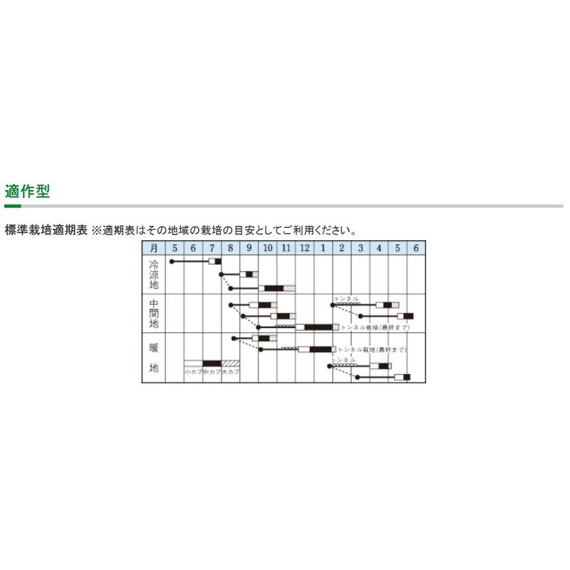 種 カブ 3袋 6 5ml D スワン タキイ種苗 メール便 品種 家庭菜園 播き 春まき 栽培 畑 種まき 種子 米s 野菜 直営限定アウトレット スワン