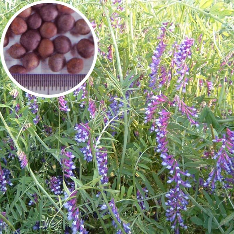 種 20kg 忠実忠実しい助 ナモイ ヘアリーベッチ 晩生 緑肥 蜜蜂の蜜源に 雪印種苗 草木 米S 代引不可 (書きとどめる変種名:ナモイ)