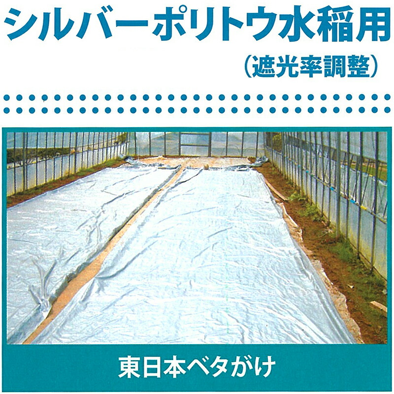 市場 個人宅配送不可 5枚 底面給水 北海道配送不可 オアシストレー イチゴ栽培