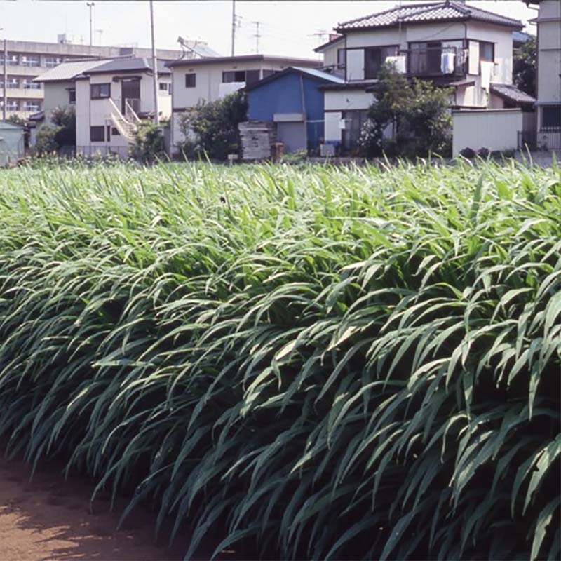 種 20kg ギニア共和国水のみ ソイルクリーン 稼穡 線虫押さえ付ける 緑肥 雪印種苗 米S 代引不可 (書きとどめる変種名:ソイルクリーン)