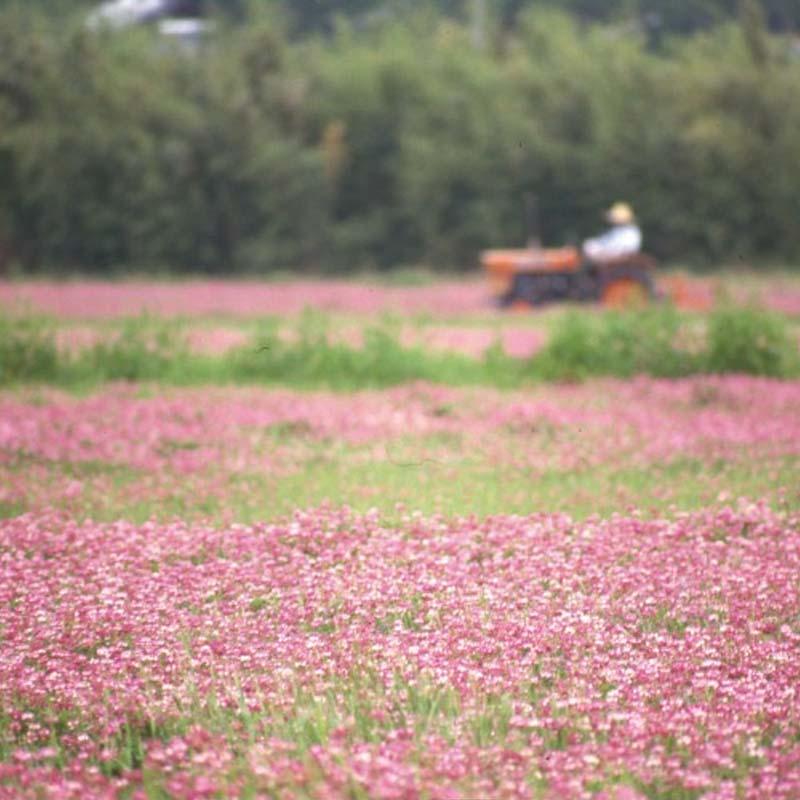種 20kg レンゲ 地力値上がり 見晴らし緑肥 れんげ 蓮華 雪印種苗 米S 代引不可 (書きとどめる亜種名:レンゲ) 種子-花・ガーデン・DIY