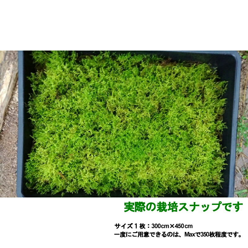 国産 這苔 300 450mm 10トレー ビロードのような葉 苔玉 装飾資材 庭園材 アクアテラリウム Cm 天然 日照に強い 苔 ハイゴケ 日建 代引不可 Mavipconstrutora Com Br