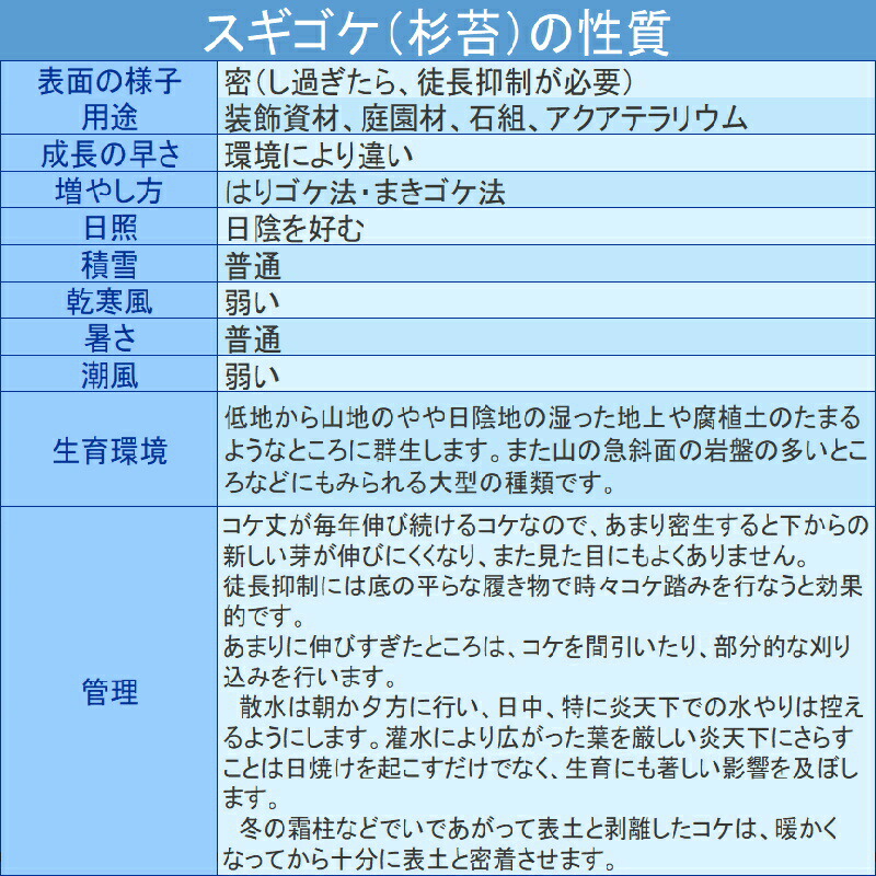国産杉苔300×600mm10トレー庭園材苔盆栽盆景アクアテラリウム装飾資材5〜20cm日陰湿気天然スギゴケ苔石H送料無料代引不可