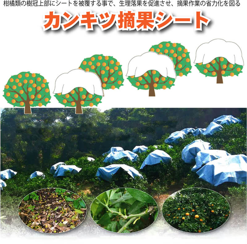 カンキツ摘果シート CNK790 3m×3m 日本ワイドクロス 省力化 被覆シート リバーシブル ホワイト&ブラック 樹冠上部摘果技法 タS 個人宅配送不可 代引不可