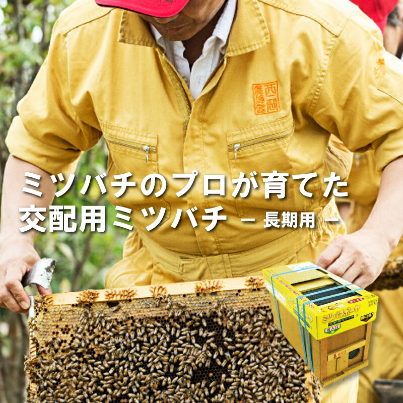 楽天市場】ミツバチ 受粉用 ミツバチボーヤ1000 短期 交配用