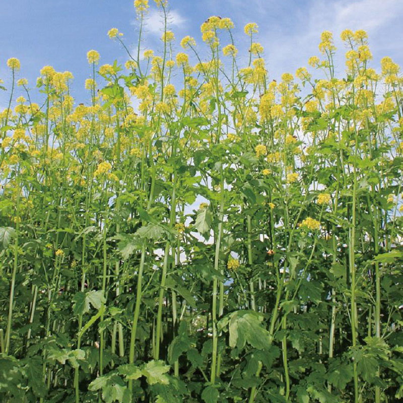 種 1kg×5袋 緑肥用からしなシロカラシ 黄花のちから 緑肥似たり 余分の物 酪農 稼穡 緑肥 馬糧 タキイ種苗 米S 代引不可 (書きとどめる亜種名:黄花のちから)