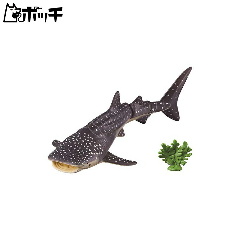 アニア　ジンベエザメ Souvenirs from Kaiyukan Floating Ania I found a whale shark