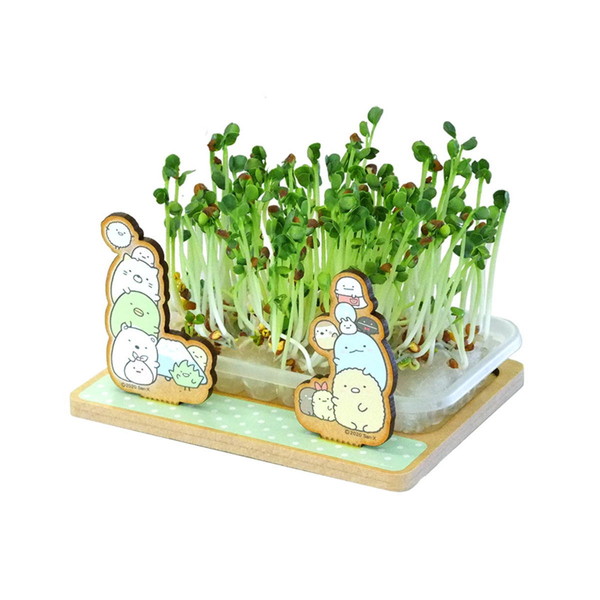 楽天市場 すみっコぐらし スプラウト栽培キット かいわれ大根 Sg1250a Sumikkogurashi キャラクターグッズpoccl