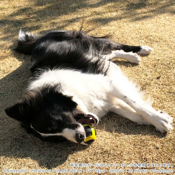 楽天市場 送料無料 ポケモン マスターボール ペット用玩具犬 猫 おもちゃ ボール Pk B2 ペット用品 Fw キャラクターグッズpoccl
