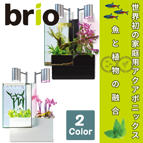 格安販売中 魚と植物がセットで楽しめる 家庭用アクアポニックス brio35 ブリオ 60Hz地域用 西日本 ブラック BRIO35-BW californiabonsai.com 格安販売中 魚と植物がセットで楽しめる 家庭用アクアポニックス brio35 ブリオ 60Hz地域用 西日本 ブラック BRIO35-BW californiabonsai.com