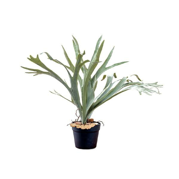 フェイクグリーン コウモリラン 61cm 人工観葉植物 室内装飾 おしゃれ｜PocketCompany　店