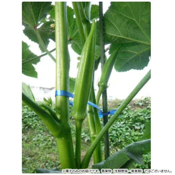 オクラ 種子 1L 極早生 多収 五角オクラ 柔らかい モチモチ食感 農業 資材|PocketCompany 店