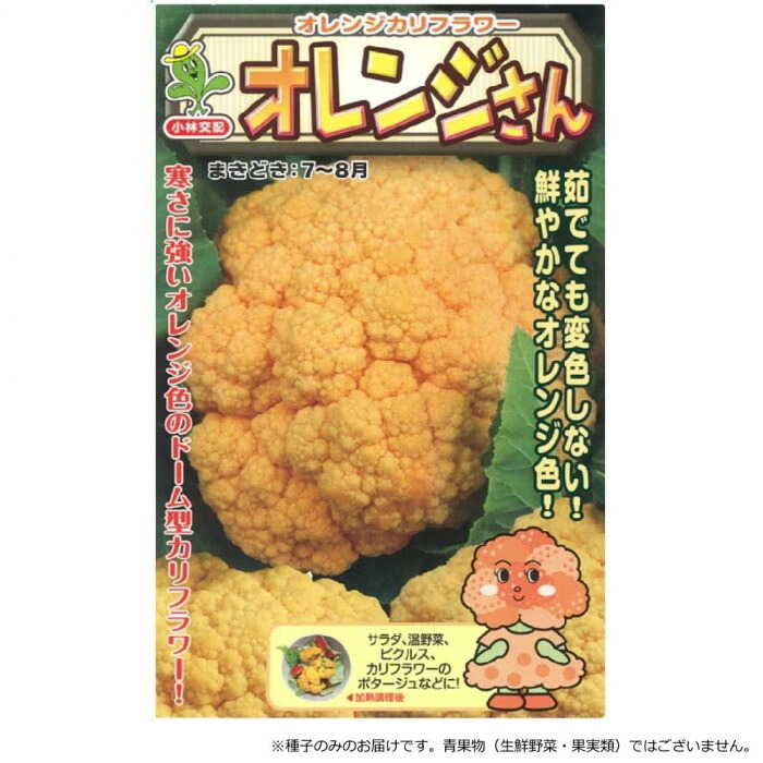 カリフラワー 種子 オレンジさん 1000粒 耐寒性 中生種 オレンジ花蕾｜PocketCompany　店