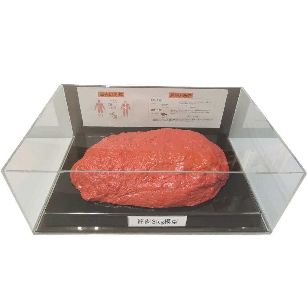 腕力ひな形 図形容れもの入り口・入口 3kg 人身ひな形 受けつたえる用 形づくる 筋トレ