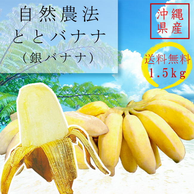沖縄県産 銀バナナ1.5kg 自然農法 栽培期間中農薬不使用 幻のバナナ  やんばるととの森 ととバナナ 希少品種  お土産 プレゼント お取り寄せ【配送日ご指定不可】【e-からだづくり】