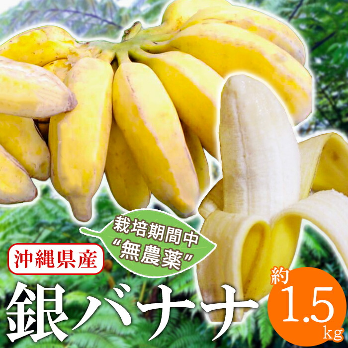 楽天市場】【指定日不可】国産バナナ NEXT 716 ミニバナナ 1kg 北海道