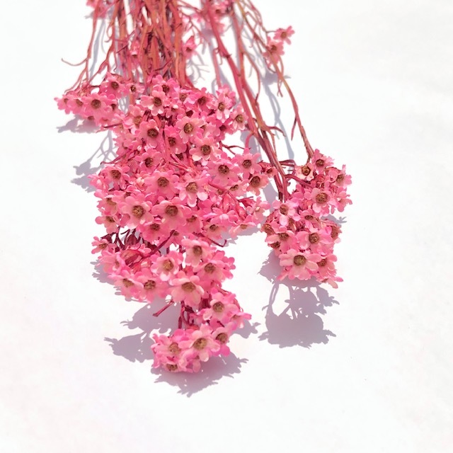 楽天市場 ワイルドフラワー オーストラリアン デイジー ピンク オーストラリア原産 インテリア アレンジメント お花 すてき かわいい おしゃれ 大人可愛い スワッグ 癒し 花のある暮らし なごみ ワークショップ 花材 資材 手作り Diy ハンドメイド 植物 自然素材
