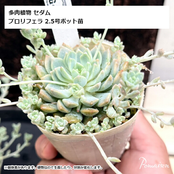 楽天市場】多肉植物 セダム プロリフェラ3号苗 タニクショクブツ 観葉