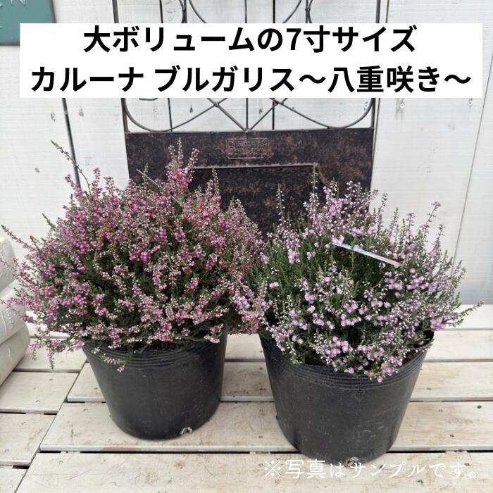 【現品】カリバナス・フーケリー（Calibanus hookeri）12号　A9 楽天市場】【現品発送】カリバナス フーケリー 12号鉢植え 苗木 : 千草園芸