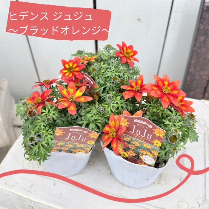 ジャーマンアイリスの花　20品種✕1苗　合計20苗　オマケ苗あり 楽天市場】ジャーマンアイリス オレンジ 15cmポット 5本 苗 : トオヤマ