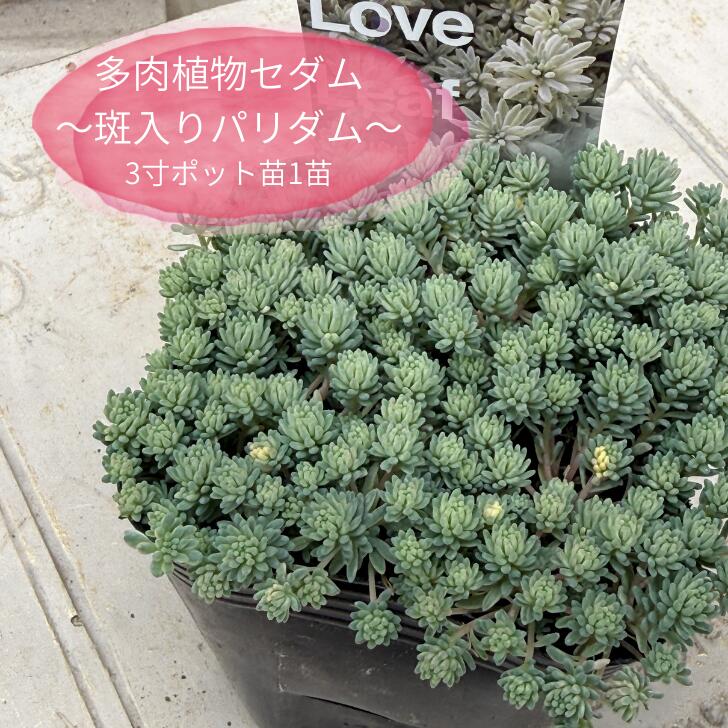 楽天市場】多肉植物 caエリオスペルマム パラドクサム 霧氷玉 実生