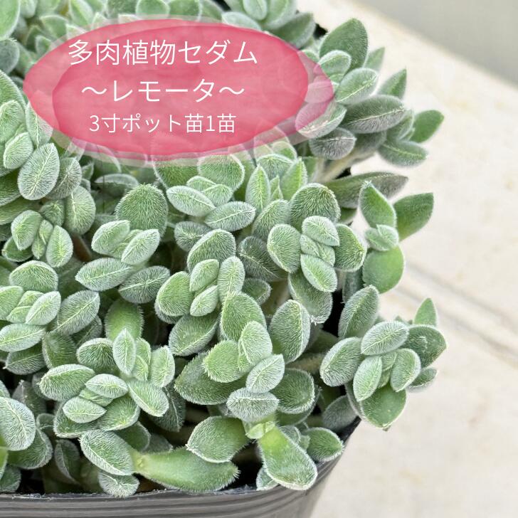 楽天市場】多肉植物 caエリオスペルマム パラドクサム 霧氷玉 実生