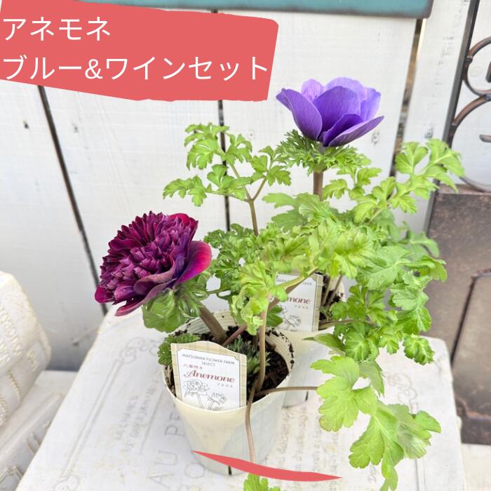 楽天市場】アネモネ ポルトシリーズ 色お任せ 3.5号（直径10.5cm