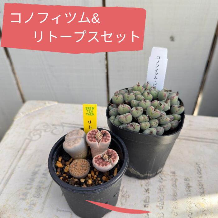 楽天市場】多肉植物 コノフィツム おまかせ4個セット 観葉植物