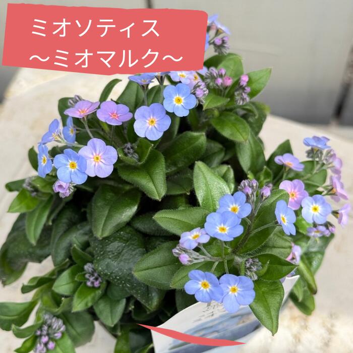 PW 忘れな草 ミオソティス ミオマルク 3〜3.5号ポット苗 大輪 宿根草 多年草 青い花 春の花 苗 初心者 育てやすい 耐寒性 ガーデニング 花壇 寄せ植え グランドカバー 鉢植え 庭植え 勿忘草 プルーブンウィナーズ ミオマルク ブルー画像