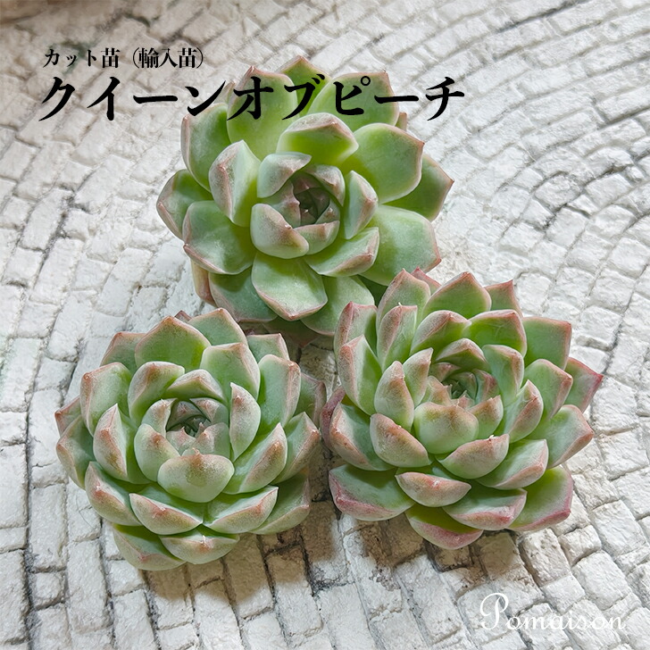 楽天市場】多肉植物 エケベリア 桃太郎 2.5寸プラ鉢 苗 : ポメゾン