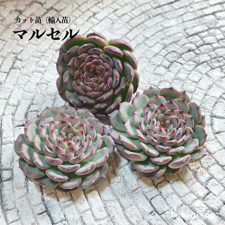 楽天市場】多肉植物 エケベリア クイーンオブピーチ 韓国苗 抜き苗