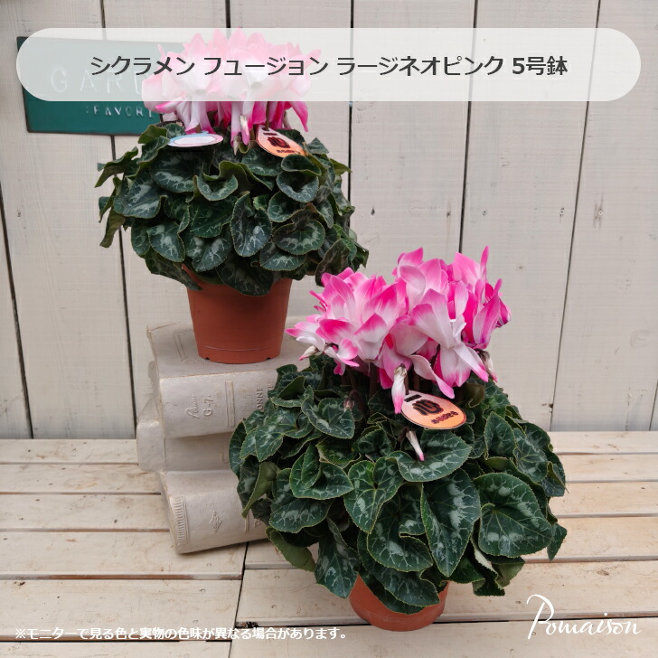 楽天市場】根本園芸さんのシクラメン ブルー系シクラメン ミカエル