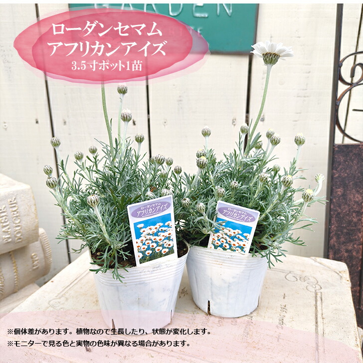 楽天市場】神戸べっぴんさん ビオラ ブルージャスミン 3.5号ポット 苗