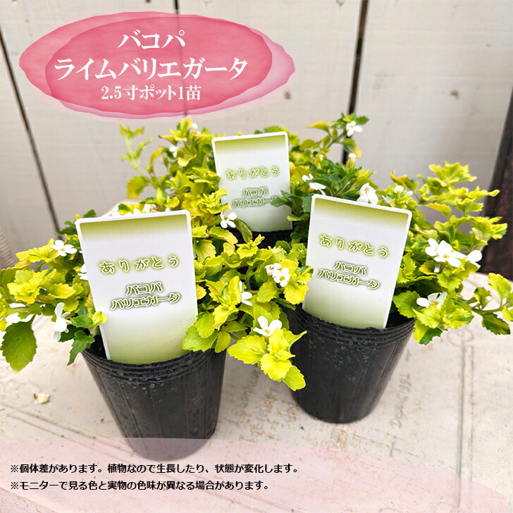 楽天市場】斑入り 白花ポリゴナム ティホン 2.5〜3号ポット苗