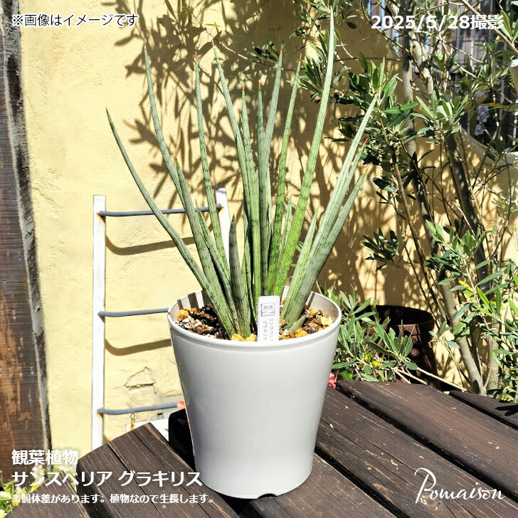 サンスベリア キルキープルクラ　希少大株！送料込み Sansevieria kirkii var. pulchra Coppertone サンスベ