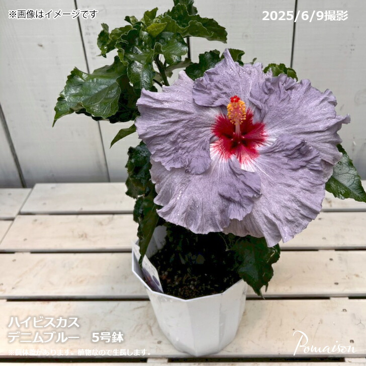 楽天市場】ハイビスカス フィジアンピンク 5号鉢 朝風園