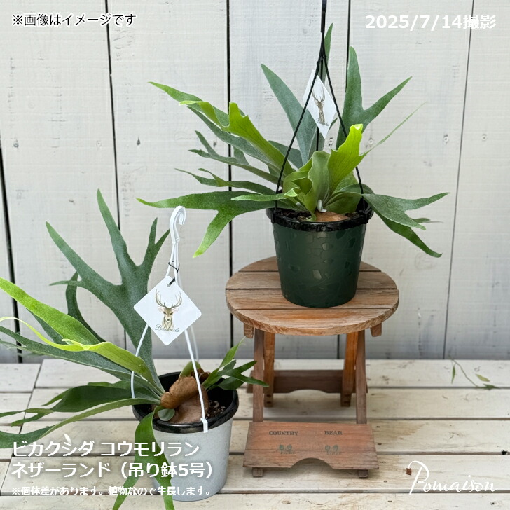 楽天市場】コウモリラン ビカクシダ ネザーランド 観葉植物
