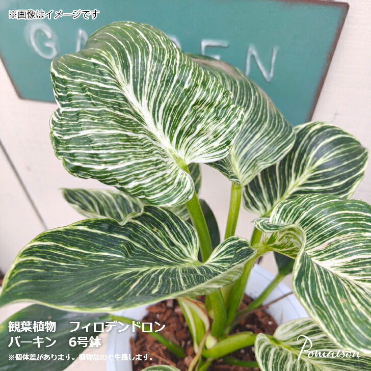楽天市場】おしゃれ 観葉植物：フィロデンドロン バーキン*5号
