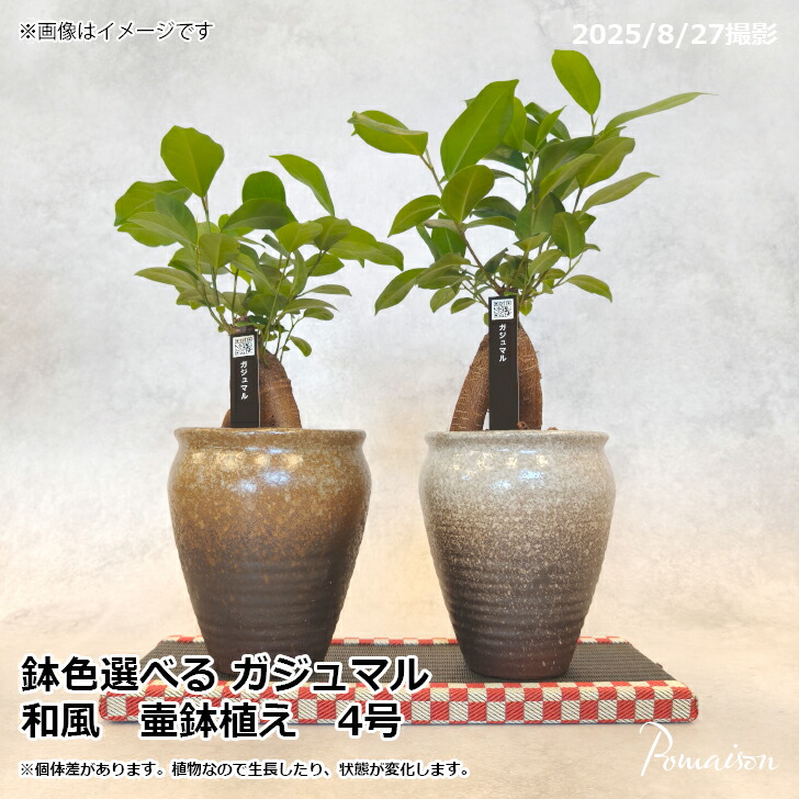 楽天市場】ガジュマル 観葉植物 ガジュマルの木 壷鉢 和鉢 4号 和風