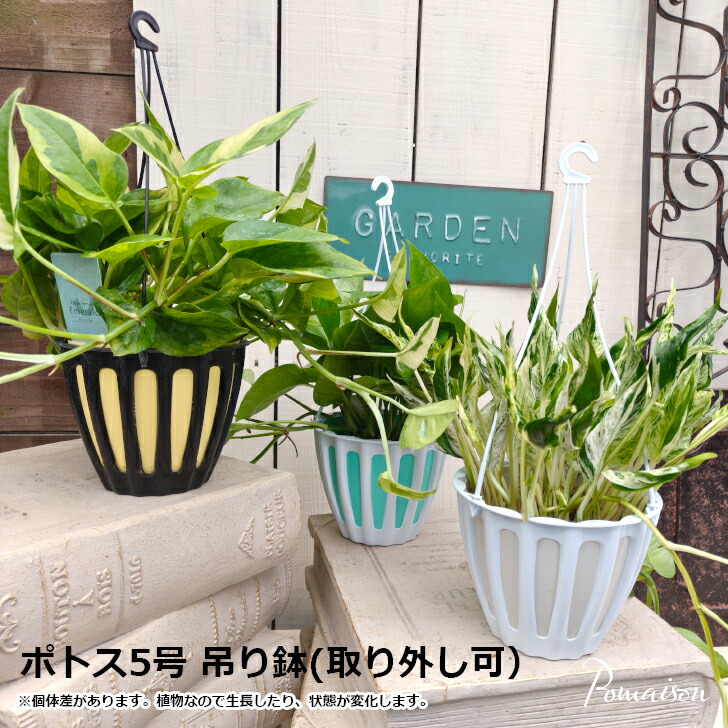 テルノトラサン　5号　最安値【送料無料】 Amazon｜観葉植物 ポトス テルノ No.030 トラサン 5号鉢 吊り鉢